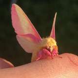 rosy_lepidoptera