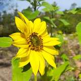 sunflowergirlza