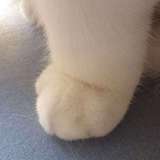FairyPussy