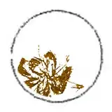 imagomeri
