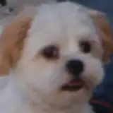 Lunarai