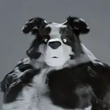 AmarokBStudio