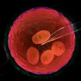 thevesselseries