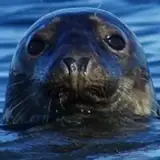 sealjohnson
