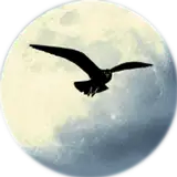 edgarnightbird