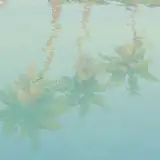 nesurii