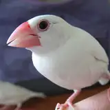 kuro_hanpen