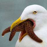 Pelican