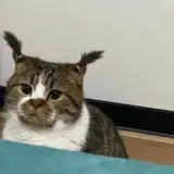 GetBugged
