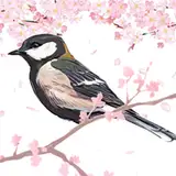 四十雀