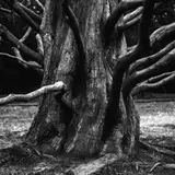 root_auth