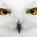 whiteowl