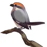 もず