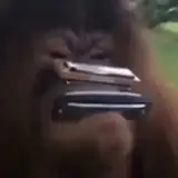 Adore
