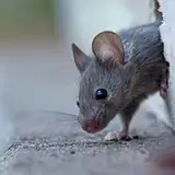 maus3D